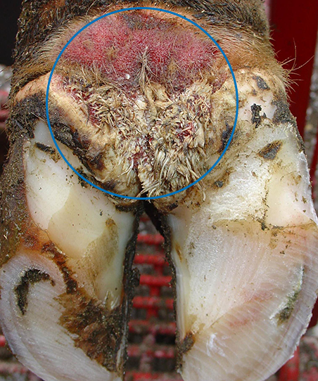 Digital Dermatitis Severity 3